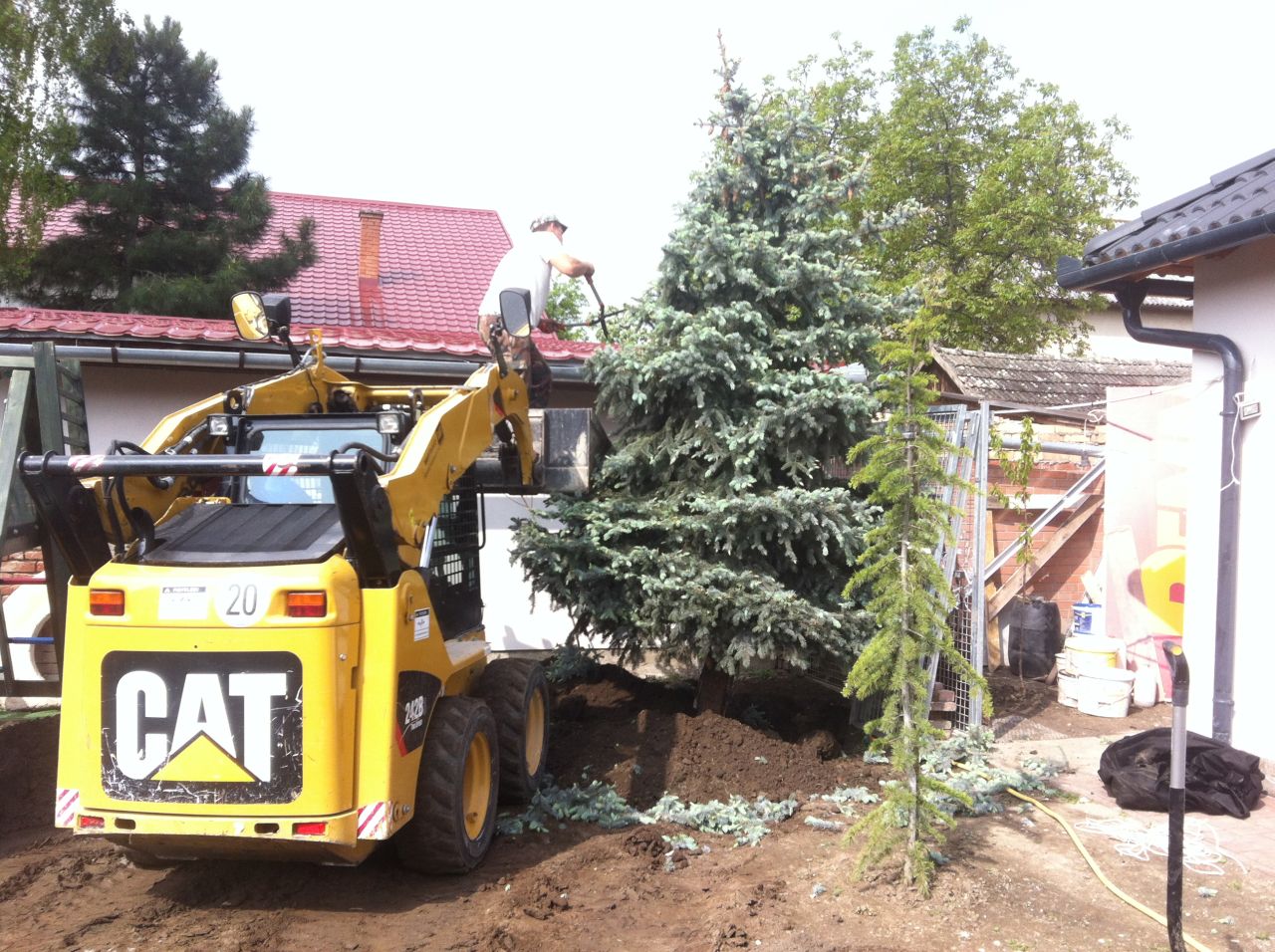 Koros fa áttelepítése - Kiss Kertész referencia